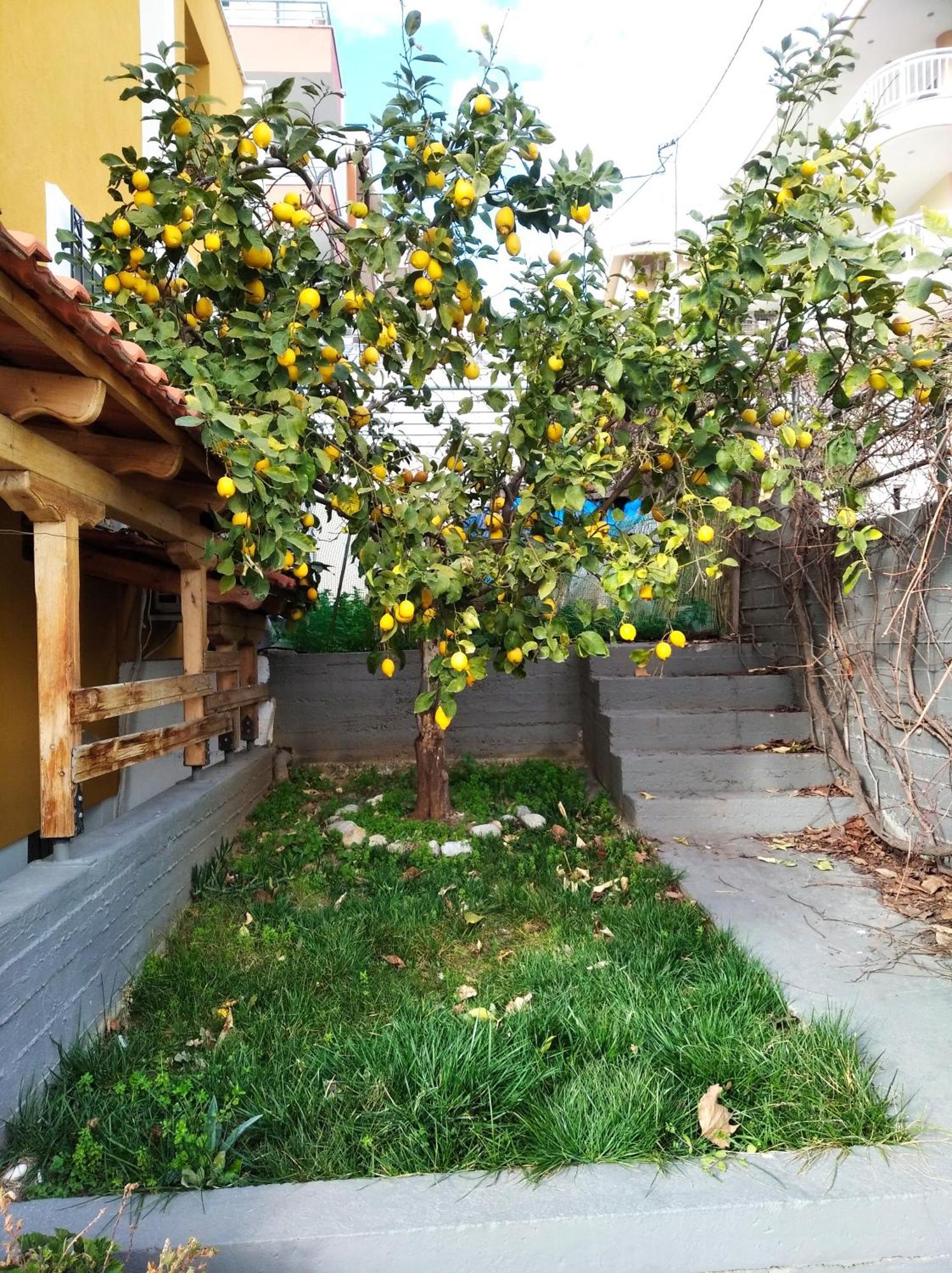 Green Garden Кавала Екстериор снимка